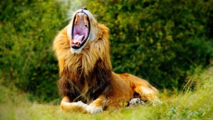 Levica Coucous zabila mladú ošetrovateľku (†26)