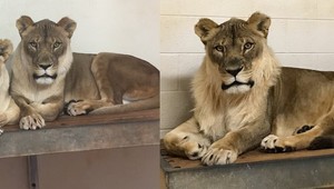 Levici na staré kolená narástla hriva. Odborníci sa snažia odhaliť pravdu