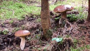 Hubár nafúkal viac ako 8 promile. Tvrdil, že pil len pivo