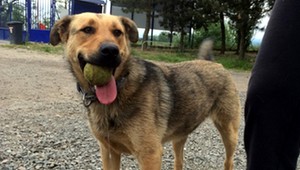 Pomôžte nájsť psa, zmizol z areálu Centra odpadového hospodárstva