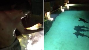 Opitý mladík skočil do bazéna plného žralokov