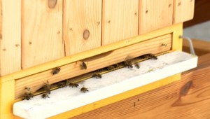 Včely z mesta vedia vyprodukovať med ako z Nového Zélandu. Dokazujú to aj testy