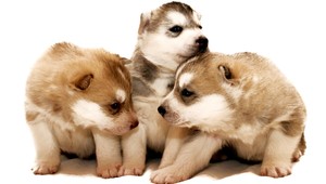 Psia znaková reč, takto komunikujú hluché psíky