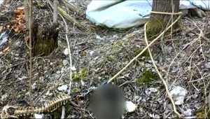 Psa pri skládke odpadu priviazali o strom a nechali umrieť