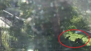 Mladík vliezol do výbehu s medvedicou. Provokoval ju, kým nezaútočila