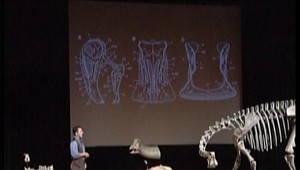 Vedci skúmajú "mumifikovaného" dinosaura z USA