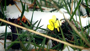 Apríl nesklamal, na Donovaloch napadol sneh