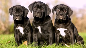 Úzkosť a stres neprežívajú len ľudia. Toto si všímajte na svojich štvornohých miláčikoch