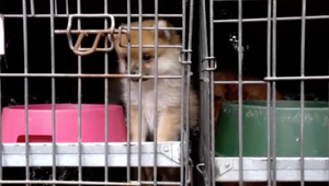 Stopka pre psiu mafiu? Nová smernica EÚ vyžaduje registráciu chovov