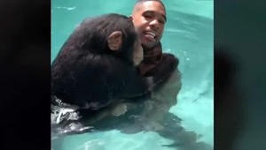 Šimpanz hviezdou internetu. V používaní mobilného telefónu je neprekonateľný