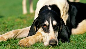 Zlodej otrávil psa, aby kradol