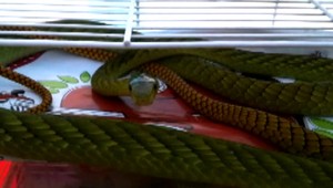 Žena, ktorú minulý týždeň uhryzol had, zomrela