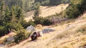 VIDEO: Po turistických chodníkoch sa pohybujú aj medvede. Pri stretnutí môžete urobiť veľkú chybu