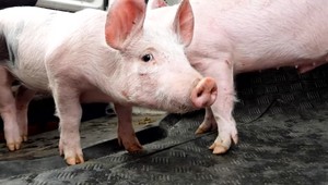 Rozšírenie afrického moru ošípaných sa na východe nepotvrdil. Slovensko má teraz ale problém s Európskou komisiou