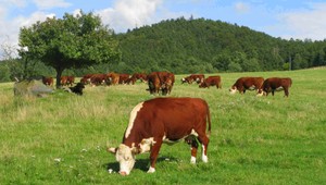 Krava Penka ilegálne prekročila hranice EÚ. Migrantku chcú utratiť