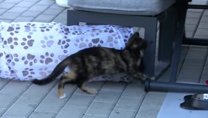 Z mačiek si spravil živý terč. Niekoľko nevinných zvierat prišlo domov s guľkou v tele