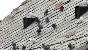 Holuby terorizujú okolie