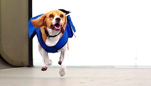 Šofér vyhodil z idúceho auta psov. Pomohol im kamionista