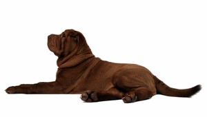 Agresívny Šarpej napadol ďalšie dve ženy