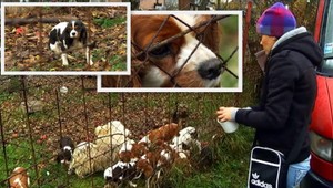 Zúbožené a hladné psíky. Podľa veterinára je všetko v poriadku!