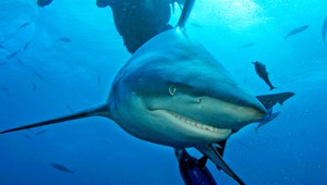 Kalifornského surfera zabil žralok, pláž uzavreli