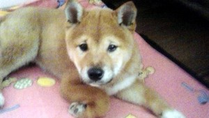 VIDEO: Malé dievča týra svojho psa, tvrdia susedia