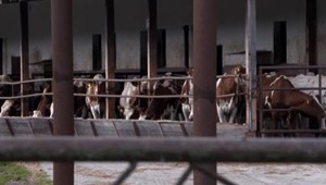 V Liptovskom Hrádku uhynulo viac ako 100 kráv. Prípadom sa už zaoberá polícia