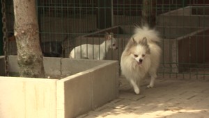 ROZHOVOR: Takto včas rozpoznáte prehriatie u domáceho miláčika. Ako mu pomôcť?