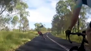 VIDEO: Nečakaný útok na výlete. Na cyklistku skočila kengura