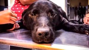 Pracovníci kastračného programu tvrdia, že v okolí dediny niekto strieľa psy