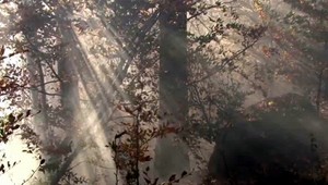 Dva dni strávil trojročný chlapec sám v lese. Vyrazil som si s medveďom, povedal záchranárom