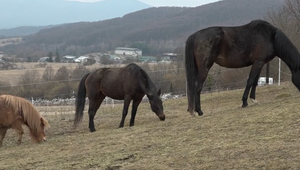 Infekčná anémia koní vyvolala paniku. Čím sa táto smrteľná nákaza prenáša?