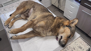 Zmätok po zrazení psíka: Kto sa mal postarať o zranené zviera?