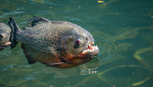 Krvavý víkend v Argentíne: Piraně dohryzali desiatky kúpajúcich sa, medzi nimi aj deti