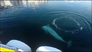 Stratená ruská bojová veľryba našla nový domov