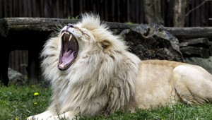 Chcel sa pochváliť, no doplatil na to životom. Ošetrovateľ zomrel po útoku leva