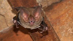 Po návrate z dovolenky našli byt plný netopierov