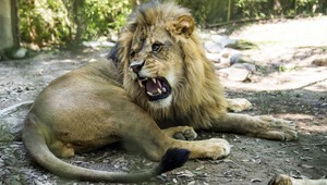 Zimbabwského leva Cecila zabil americký lekár