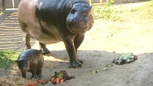 VIDEO: V Bratislave predviedli čerstvo narodeného hrošíka
