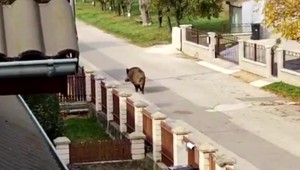 Diviak zaútočil na otca s dcérou: Muž takmer vykrvácal