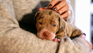 Materská dovolenka so psom. Spoločnosti ponúkajú zamestnancom nové benefity