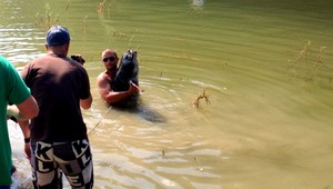 2,5-metrový sumec. Deti si mysleli, že je to krokodíl