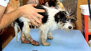 Šteňa vypadlo z balkóna na 2. poschodí, skončilo u veterinára