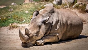 Jeden zo šiestich posledných nosorožcov bielych na svete zomrel