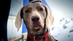 Poľovníci zastrelili žene psa, prechádzali sa v lese