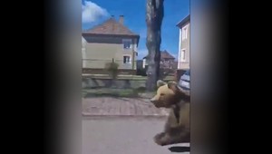 Mimoriadna situácia v Liptovskom Mikuláši naďalej trvá. Problematického medveďa zatiaľ nechytili