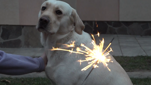 Popáleniny, strata zraku, dezorientácia: Zábavná pyrotechnika je nočnou morou pre zvieratá