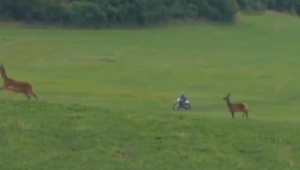 Chlap na terénnej motorke v Národnom parku na smrť desí jelenice a jelenčatá