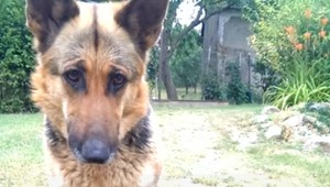 Pribúdajú prípady, kedy sa pes stáva pre strelca živým terčom