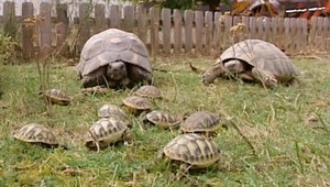 Na Slovensku sa vyliahli malé korytnačky!